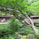 長寿館中庭。